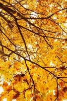 gelber Baum Herbstsaison foto