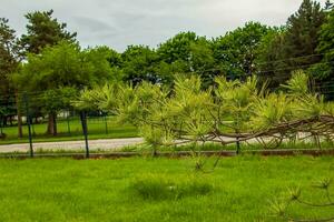 Pinus Strobus Anlage, groß Baum. wächst im das nordöstlich Regionen von Norden Amerika. Ideal zum Pflanzen im das Garten und zum Landschaft Design. foto