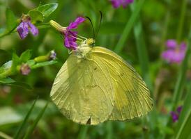 schön Schmetterling auf Blume, schön Schmetterling, Schmetterling Fotografie foto