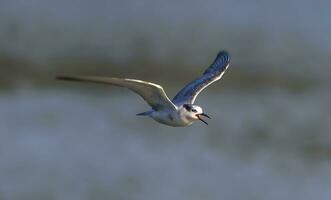 Vogel Fotografie, Vogel Bild, die meisten schön Vogel Fotografie, Natur Fotografie foto