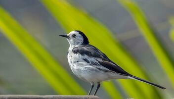 Vogel Fotografie, Vogel Bild, die meisten schön Vogel Fotografie, Natur Fotografie foto