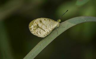 schön Schmetterling auf Blume, schön Schmetterling, Schmetterling Fotografie foto