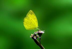 schön Schmetterling auf Blume, schön Schmetterling, Schmetterling Fotografie foto