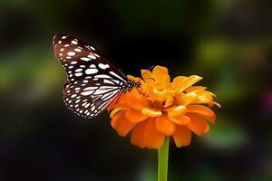 schön Schmetterling auf Blume, schön Schmetterling, Schmetterling Fotografie foto