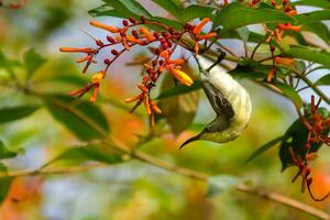 Vogel Fotografie, Vogel Bild, die meisten schön Vogel Fotografie, Natur Fotografie foto