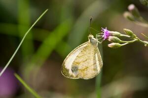 schön Schmetterling auf Blume, schön Schmetterling, Schmetterling Fotografie foto