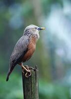 Vogel Fotografie, Vogel Bild, die meisten schön Vogel Fotografie, Natur Fotografie foto