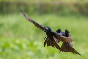 Vogel Fotografie, Vogel Bild, die meisten schön Vogel Fotografie, Natur Fotografie foto