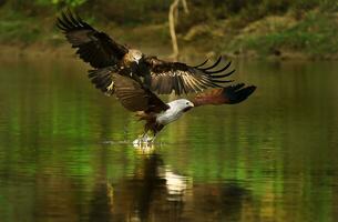 Vogel Fotografie, Vogel Bild, die meisten schön Vogel Fotografie, Natur Fotografie foto