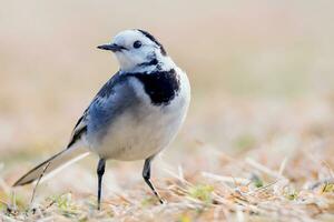 Vogel Fotografie, Vogel Bild, die meisten schön Vogel Fotografie, Natur Fotografie foto