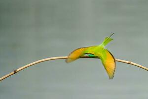 Vogel Fotografie, Vogel Bild, die meisten schön Vogel Fotografie, Natur Fotografie foto