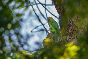 Vogel Fotografie, Vogel Bild, die meisten schön Vogel Fotografie, Natur Fotografie foto