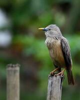 Vogel Fotografie, Vogel Bild, die meisten schön Vogel Fotografie, Natur Fotografie foto