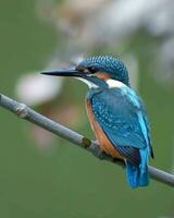 Vogel Fotografie, Vogel Bild, die meisten schön Vogel Fotografie, Natur Fotografie foto