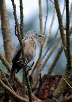 Vogel Fotografie, Vogel Bild, die meisten schön Vogel Fotografie, Natur Fotografie foto