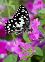 Monarch, schön Schmetterling Fotografie, schön Schmetterling auf Blume, Makro Fotografie, kostenlos Foto