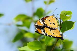 Monarch, schön Schmetterling Fotografie, schön Schmetterling auf Blume, Makro Fotografie, kostenlos Foto