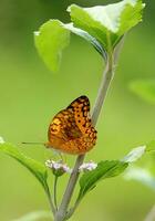 Monarch, schön Schmetterling Fotografie, schön Schmetterling auf Blume, Makro Fotografie, kostenlos Foto