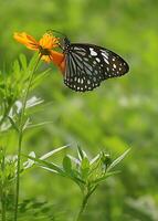 Monarch, schön Schmetterling Fotografie, schön Schmetterling auf Blume, Makro Fotografie, kostenlos Foto