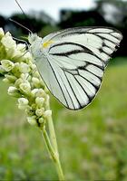 Monarch, schön Schmetterling Fotografie, schön Schmetterling auf Blume, Makro Fotografie, kostenlos Foto