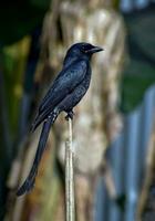 Vogel Fotografie, Vogel Bild, die meisten schön Vogel Fotografie, Natur Fotografie foto