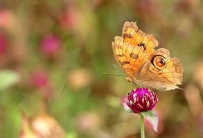 Monarch, schön Schmetterling Fotografie, schön Schmetterling auf Blume, Makro Fotografie, kostenlos Foto