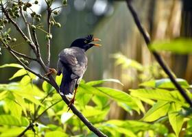 Vogel Fotografie, Vogel Bild, die meisten schön Vogel Fotografie, Natur Fotografie foto