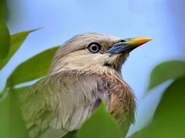 Vogel Fotografie, Vogel Bild, die meisten schön Vogel Fotografie, Natur Fotografie foto