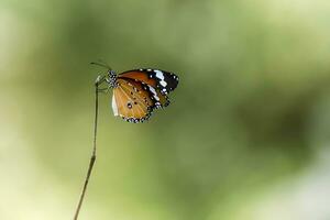 Monarch, schön Schmetterling Fotografie, schön Schmetterling auf Blume, Makro Fotografie, kostenlos Foto