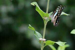 Monarch, schön Schmetterling Fotografie, schön Schmetterling auf Blume, Makro Fotografie, kostenlos Foto