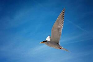 Vogel Fotografie, Vogel Bilder, die meisten schön Vogel Fotografie, Natur Fotografie foto