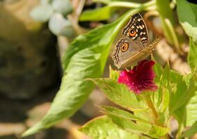 Monarch, schön Schmetterling Fotografie, schön Schmetterling auf Blume, Makro Fotografie, kostenlos Foto