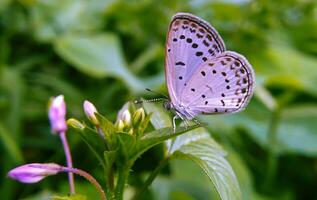 Monarch, schön Schmetterling Fotografie, schön Schmetterling auf Blume, Makro Fotografie, kostenlos Foto