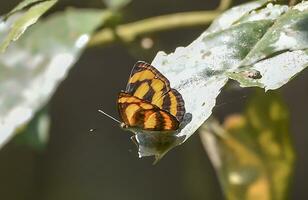 Monarch, schön Schmetterling Fotografie, schön Schmetterling auf Blume, Makro Fotografie, kostenlos Foto