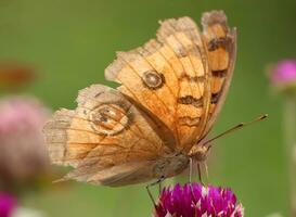 Monarch, schön Schmetterling Fotografie, schön Schmetterling auf Blume, Makro Fotografie, kostenlos Foto