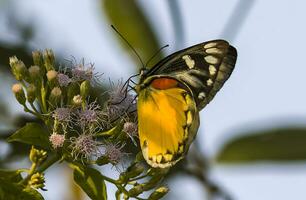 Monarch, schön Schmetterling Fotografie, schön Schmetterling auf Blume, Makro Fotografie, kostenlos Foto