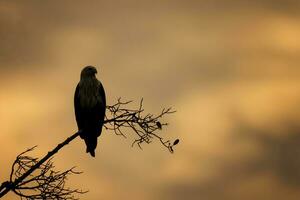 Vogel Fotografie, Vogel Bilder, die meisten schön Vogel Fotografie, Natur Fotografie foto