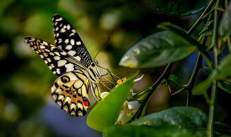 Monarch, schön Schmetterling Fotografie, schön Schmetterling auf Blume, Makro Fotografie, kostenlos Foto