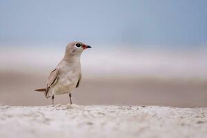 Vogel Fotografie, Vogel Bilder, die meisten schön Vogel Fotografie, Natur Fotografie foto