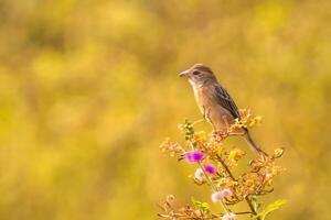 Vogel Fotografie, Vogel Bilder, die meisten schön Vogel Fotografie, Natur Fotografie foto