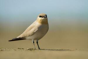 Vogel Fotografie, Vogel Bilder, die meisten schön Vogel Fotografie, Natur Fotografie foto