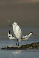 Vogel Fotografie, Vogel Bilder, die meisten schön Vogel Fotografie, Natur Fotografie foto