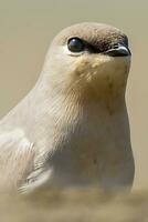 Vogel Fotografie, Vogel Bilder, die meisten schön Vogel Fotografie, Natur Fotografie foto