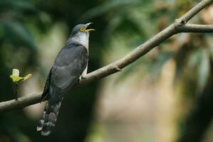 Vogel Fotografie, Vogel Bilder, die meisten schön Vogel Fotografie, Natur Fotografie foto