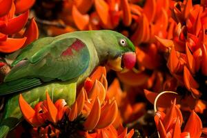 Vogel Fotografie, Vogel Bilder, die meisten schön Vogel Fotografie, Natur Fotografie foto