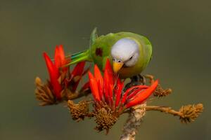 Vogel Fotografie, Vogel Bilder, die meisten schön Vogel Fotografie, Natur Fotografie foto