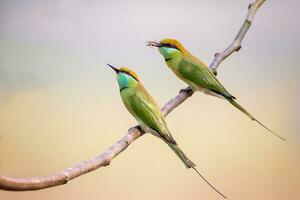 Vogel Fotografie, Vogel Bilder, die meisten schön Vogel Fotografie, Natur Fotografie foto