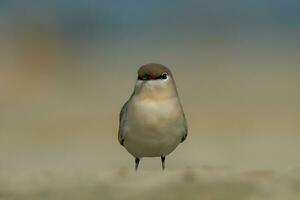 Vogel Fotografie, Vogel Bilder, die meisten schön Vogel Fotografie, Natur Fotografie foto