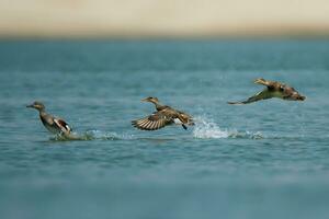 Vogel Fotografie, Vogel Bilder, die meisten schön Vogel Fotografie, Natur Fotografie foto