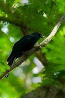 Vogel Fotografie, Vogel Bilder, die meisten schön Vogel Fotografie, Natur Fotografie foto